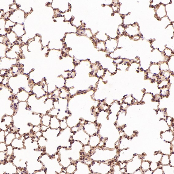 m00040 1 ihc7