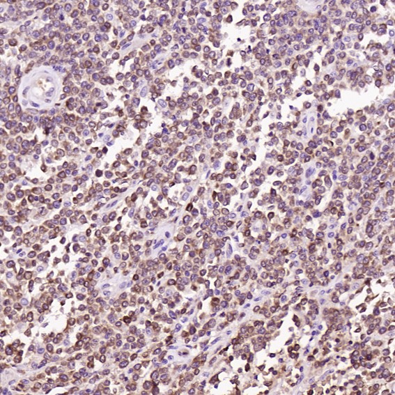 m00040 1 ihc9
