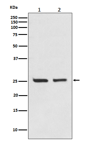 m00040 1 wb
