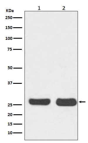 m00040 2 wb