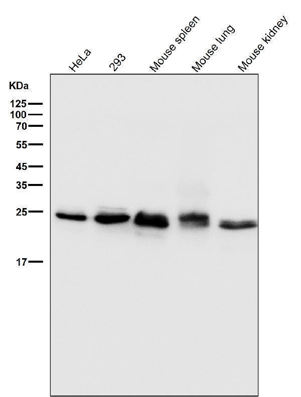 m00040 2 wb8
