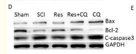 m00040 3 bcl2 primary antibodies wb testing 1
