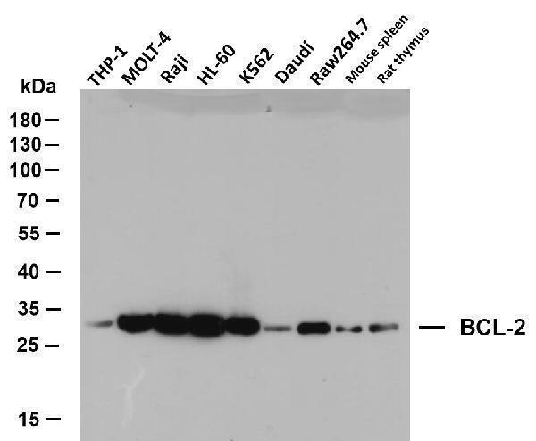 m00040 3 bcl2 primary antibodies wb testing 2