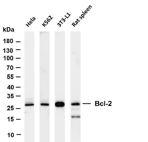 m00040 4 bcl2 primary antibodies wb testing 1