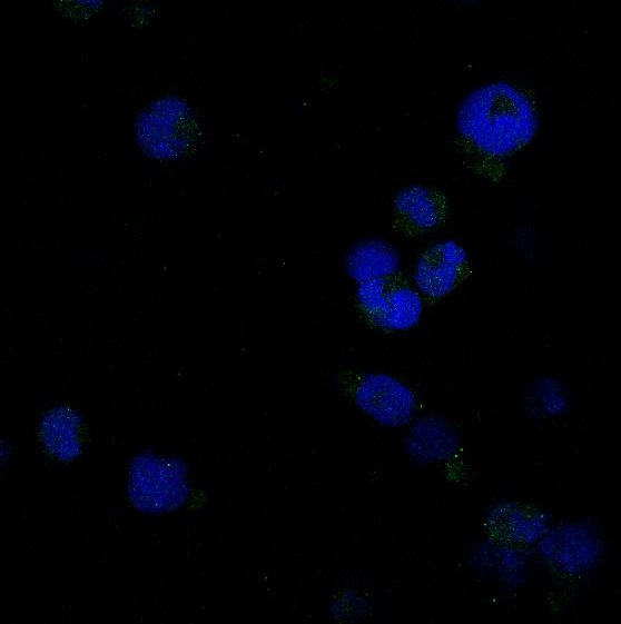 Immunofluorescent analysis of K562cells, using Caspase-8 Antibody 