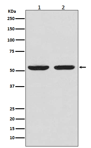 Western blot analysis of Caspase-8 expression in(1) Jurkat cell lysate; (2)HeLa cell lysate