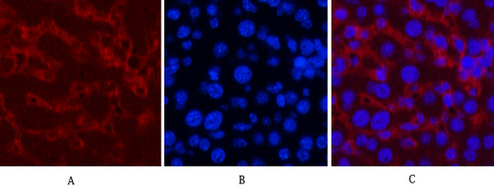 m00042 4 casp8 primary antibodies if testing 1