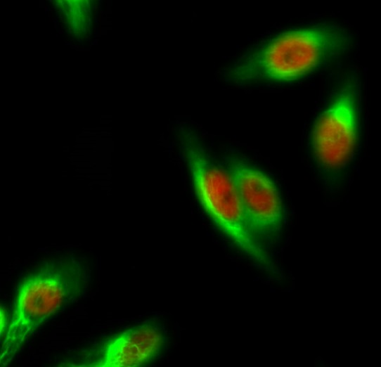 m00042 4 casp8 primary antibodies if testing 5