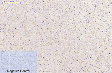 Immunohistochemical analysis of paraffin-embedded Mouse-brain tissue