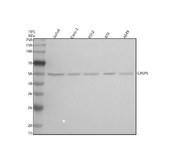 Western blot analysis of CASP8 using anti-CASP8 antibody (M00042)