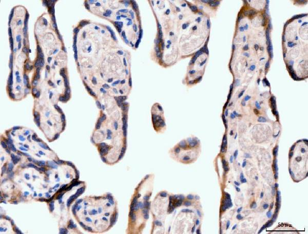 m00043 1 nf1 primary antibodies ihc testing 5