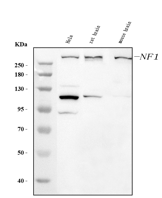 m00043 1 nf1 primary antibodies wb testing 1