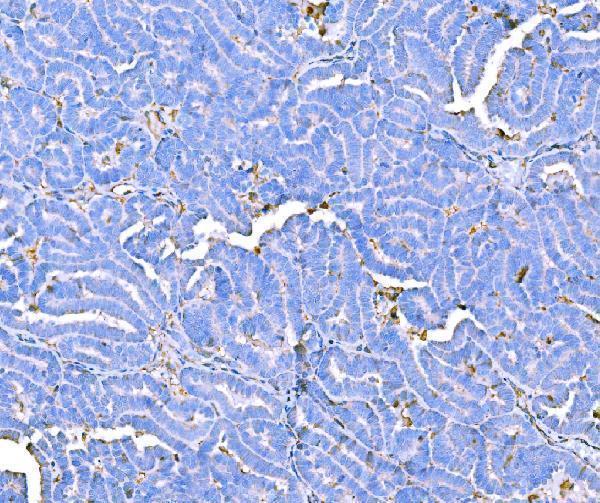 m00044 2 prothrombin primary antibodies ihc testing 4