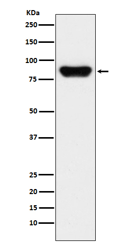 m00044 wb