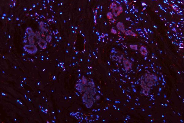 m00045 1 vegfa primary antibodies if testing 10