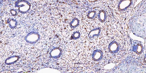 m00045 1 vegfa primary antibodies ihc testing 3