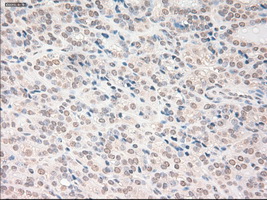 m00045 2 anti vegfa mouse monoclonal antibody clone id oti2f7 ihc testing 5