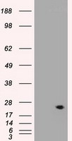 m00045 2 anti vegfa mouse monoclonal antibody clone id oti2f7 wb testing 1