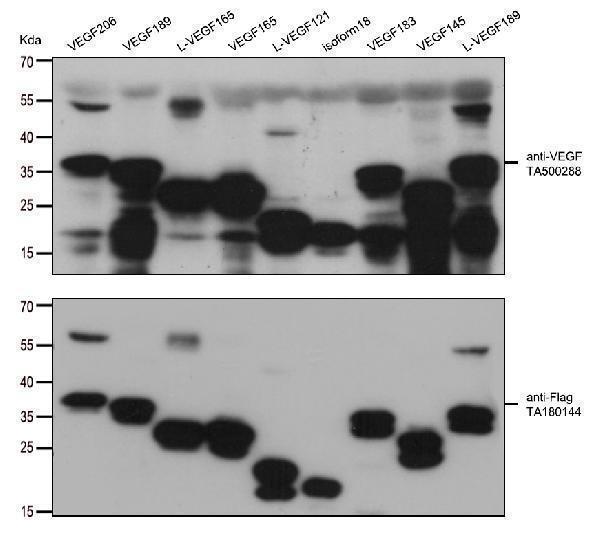 m00045 2 anti vegfa mouse monoclonal antibody clone id oti2f7 wb testing 2