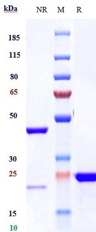 m00045 4 sds page