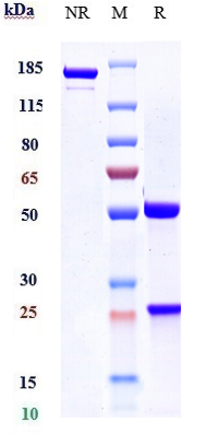 m00045 5 sds page