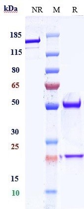 m00045 7 sds page