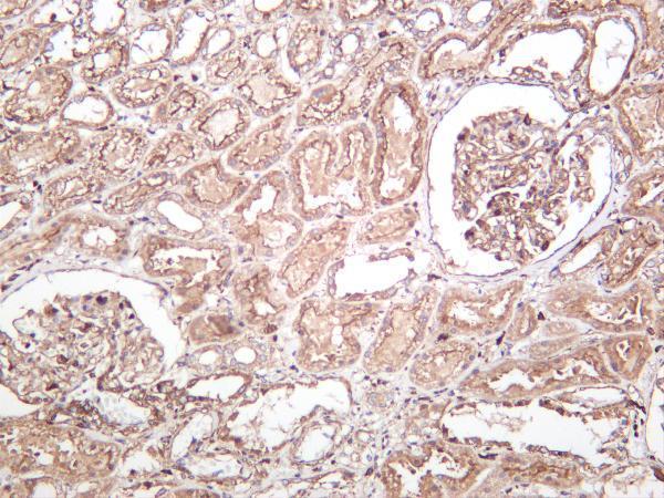 m00045 8 vegfa primary antibodies ihc testing 2