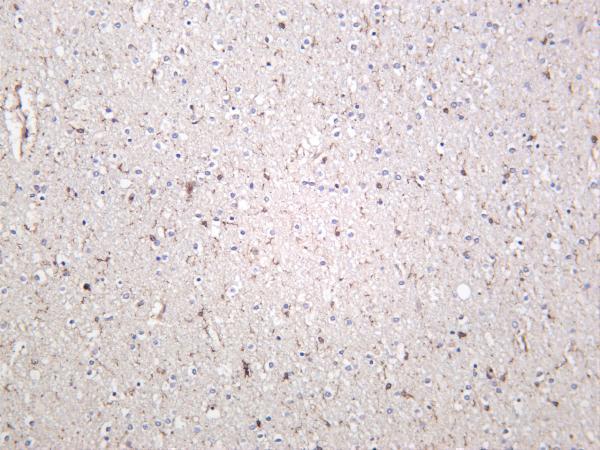 m00045 8 vegfa primary antibodies ihc testing 3