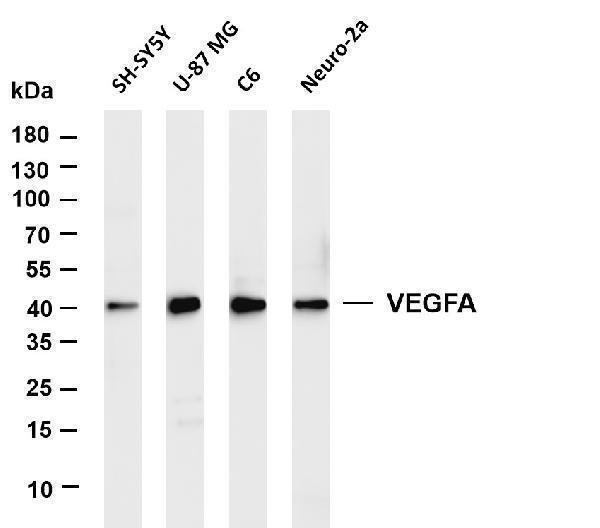 m00045 8 vegfa primary antibodies wb testing 1