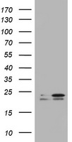 m00046 anti kras mouse monoclonal antibody clone id oti6a6 wb testing 1
