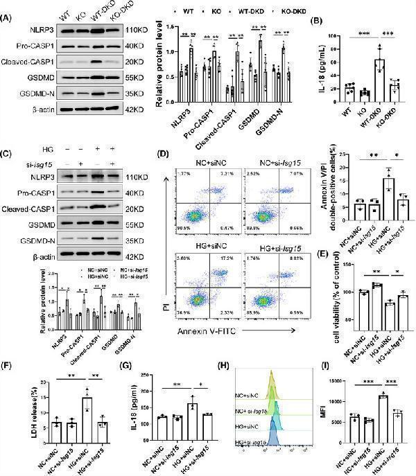 Ablation of ISG15 decreased pyroptosis of TECs under HG stimulation