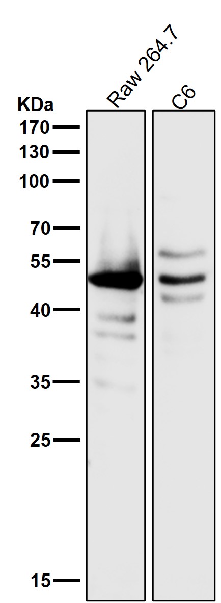 All lanes use the Antibody at 1:500 dilution for 1 hour at room temperature