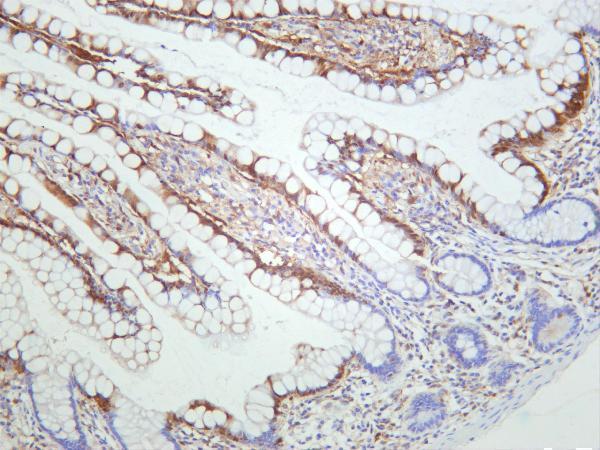 Human small intestine was stained with anti-Caspase-1 rabbit antibody
