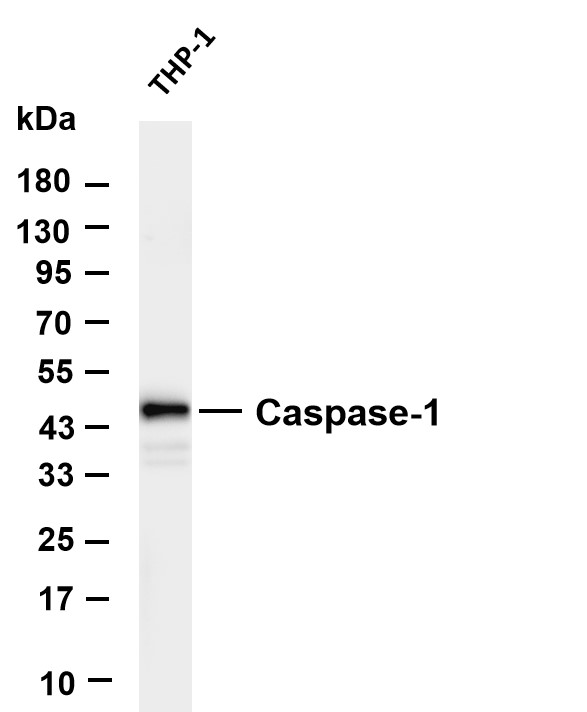Various whole cell lysates were separated by 4-20% SDS-PAGE, and the membrane was blotted with anti-Caspase-1 antibody