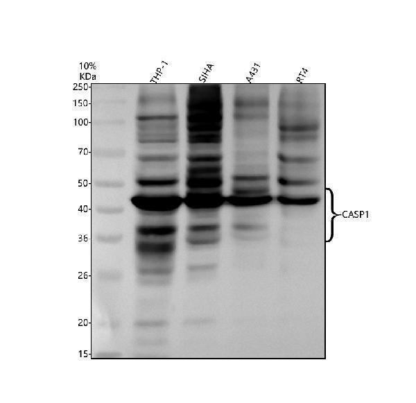 Western blot analysis of Caspase 1/CASP1 using anti-Caspase 1/CASP1 antibody (M00048)
