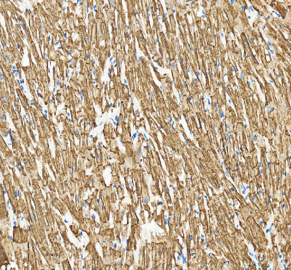 m00049 abcb1 primary antibodies ihc testing 5