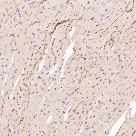 m00049 ihc8