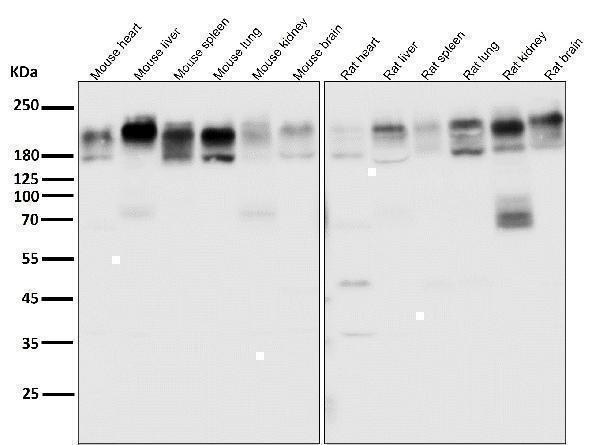 All lanes use the Antibody at 1:2K dilution for 1 hour at room temperature
