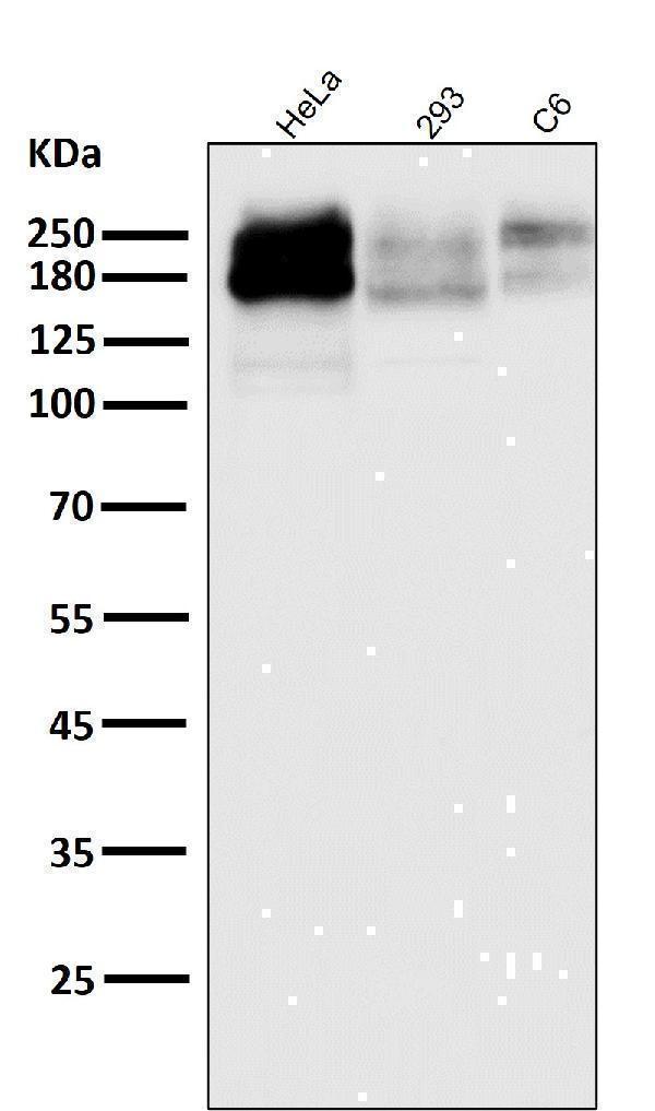 All lanes use the Antibody at 1:2K dilution for 1 hour at room temperature