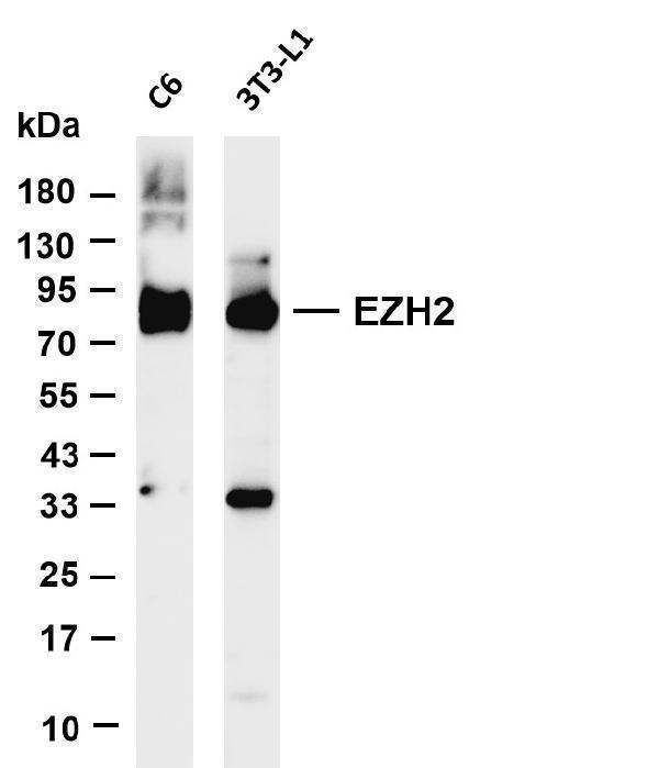 Various whole cell lysates were separated by 4-20% SDS-PAGE, and the membrane was blotted with anti-EZH2 antibody