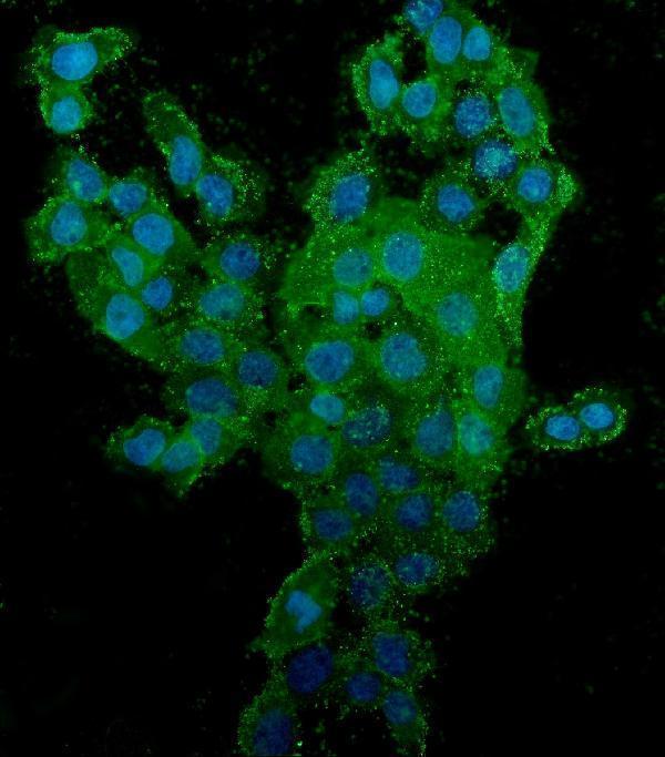 m00052 3 cd44 primary antibodies if testing 2