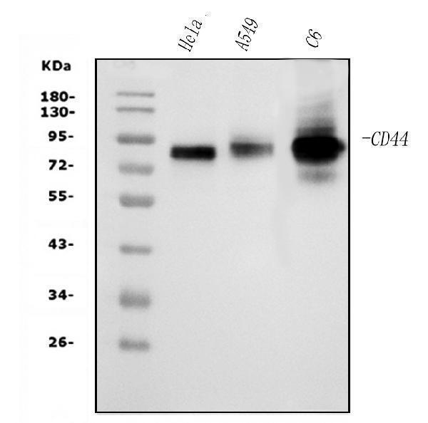 m00052 3 cd44 primary antibodies wb testing 1