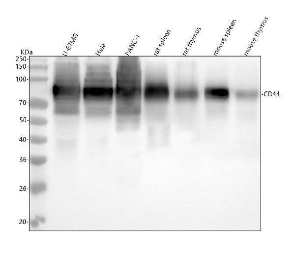  Western blot analysis of CD44 using anti-CD44 antibody (M00052-4)
