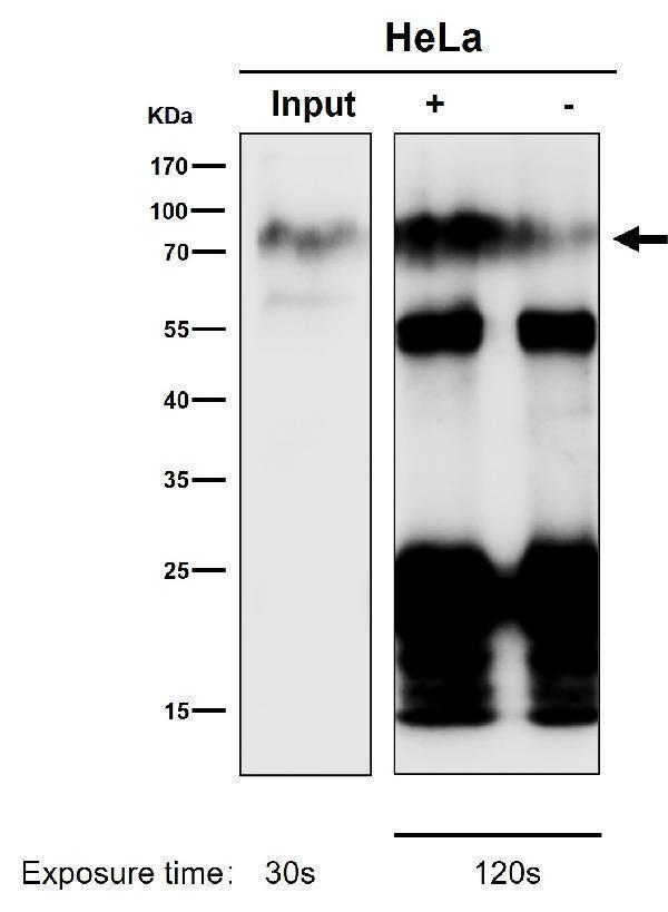Immunoprecipitate (IP) analysis using the Antibody at 1:50 dilution