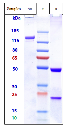 Anti-CD44v6 Reference Antibody (bivatuzumab) on SDS-PAGE under reducing (R) condition