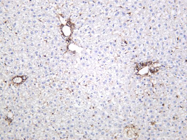 Rat liver was stained with anti-CD44 rabbit antibody