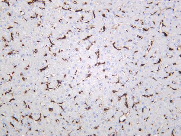 Human liver was stained with anti-CD44 rabbit antibody