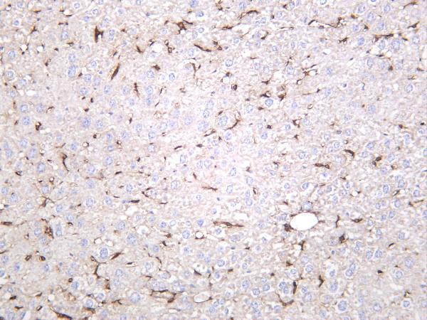 m00052 7 cd44 primary antibodies ihc testing 4