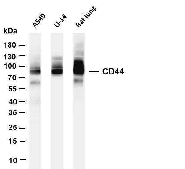 m00052 7 cd44 primary antibodies wb testing 1