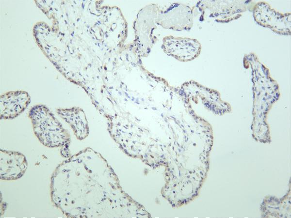 Human placenta was stained with anti-MDM2 rabbit antibody
